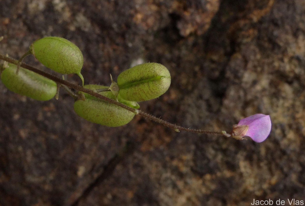 Pycnospora lutescens (Poir.) Schindl.